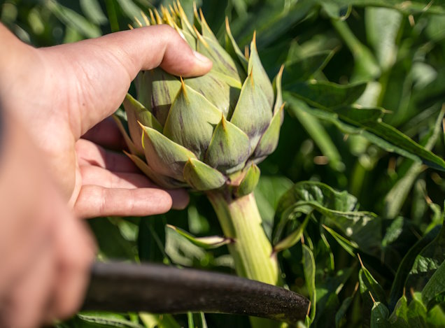 Συγκομιδή Αγκινάρας